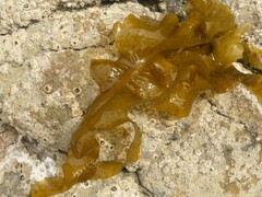 Undaria pinnatifida