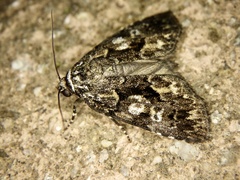 Gerbathodes paupera