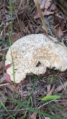 Laetiporus portentosus