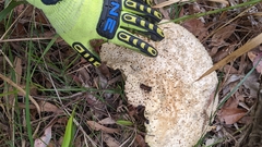 Laetiporus portentosus