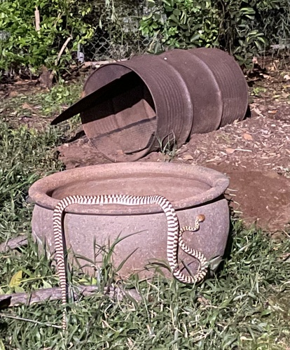 Brown Tree Snake sighting