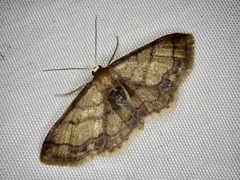 Idaea foedata