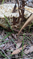 Laetiporus portentosus