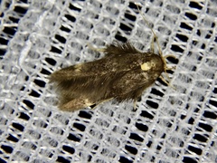 Stathmopoda masinissa