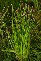 Eleocharis ovata