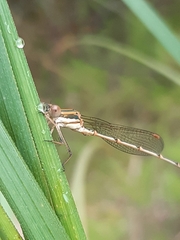 Austrolestes analis