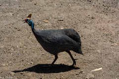 Numida meleagris reichenowi