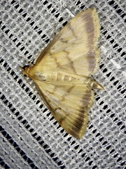 Sinibotys evenoralis