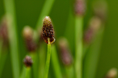 Eleocharis ovata