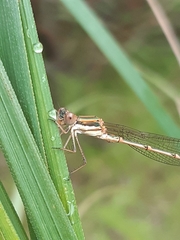 Austrolestes analis