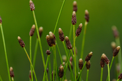 Eleocharis ovata
