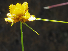 Cyperus sphaerocephalus