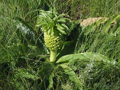 Eucomis autumnalis clavata