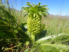 Eucomis autumnalis clavata