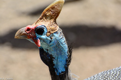 Numida meleagris reichenowi