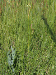 Moraea pubiflora