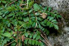 Rubus taiwanicola