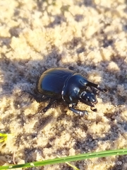 Typhaeus typhoeus