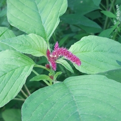 Amaranthus caudatus