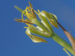Moraea pubiflora