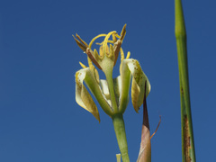 Moraea pubiflora