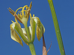 Moraea pubiflora
