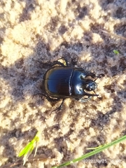 Typhaeus typhoeus