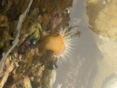 Anthothoe albocincta