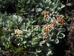 Helichrysum sutherlandii