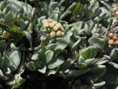 Helichrysum sutherlandii