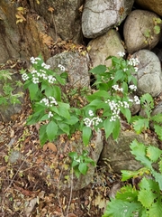 Ageratina altissima