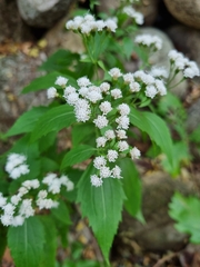 Ageratina altissima