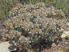 Helichrysum sutherlandii