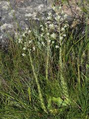 Alepidea setifera