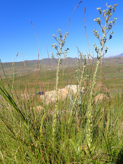 Alepidea setifera