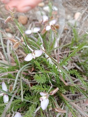 Polygala ericifolia