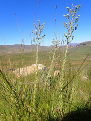 Alepidea setifera