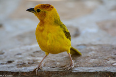 Ploceus castaneiceps