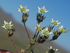 Alepidea setifera