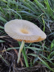 Bolbitius