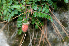 Rubus taiwanicola