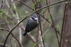 Cyanistes caeruleus caeruleus
