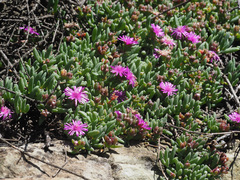 Delosperma lavisiae