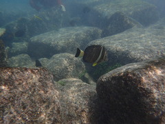 Acanthurus guttatus