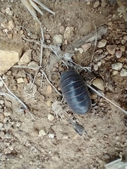 Armadillo officinalis