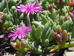 Delosperma lavisiae