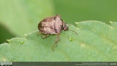 Eysarcoris