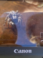 Aelurillus lopadusae