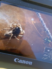 Aelurillus lopadusae