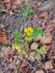 Crepidiastrum denticulatum